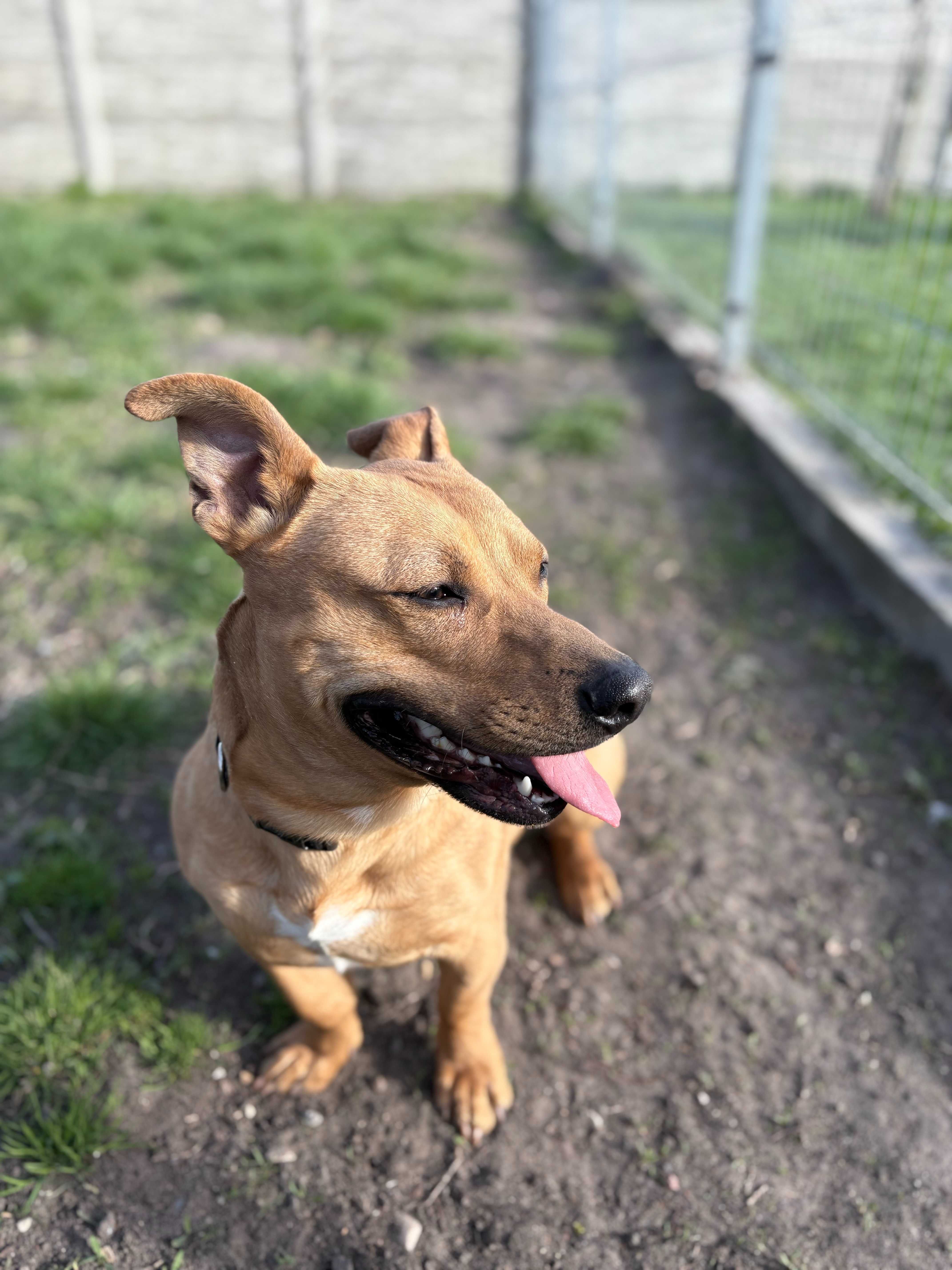 Paker do adopcji pies Kalisz Wroclaw Poznan Lodz