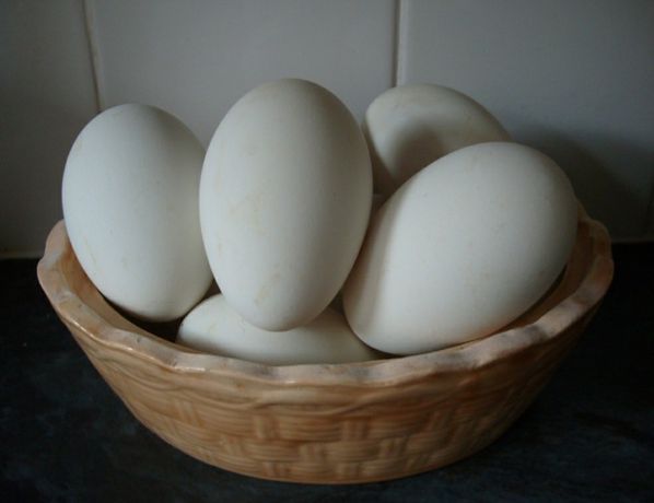 Запис на інкубаційне яйце гусей