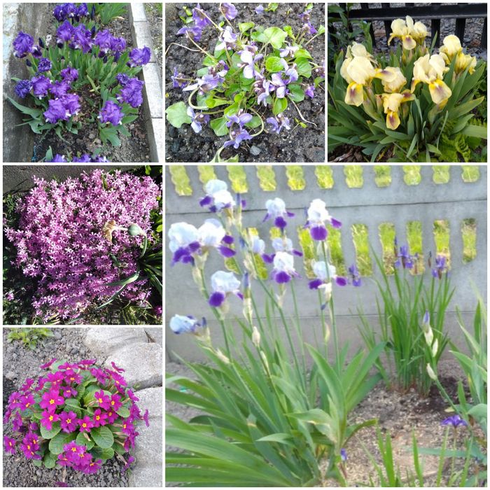 Rojnik bylina  wieloletna 4 sztuki