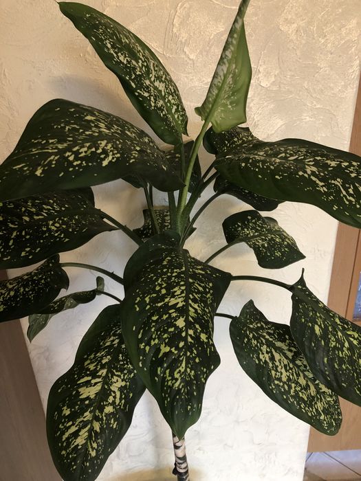 Дифенбахия пятнистая.