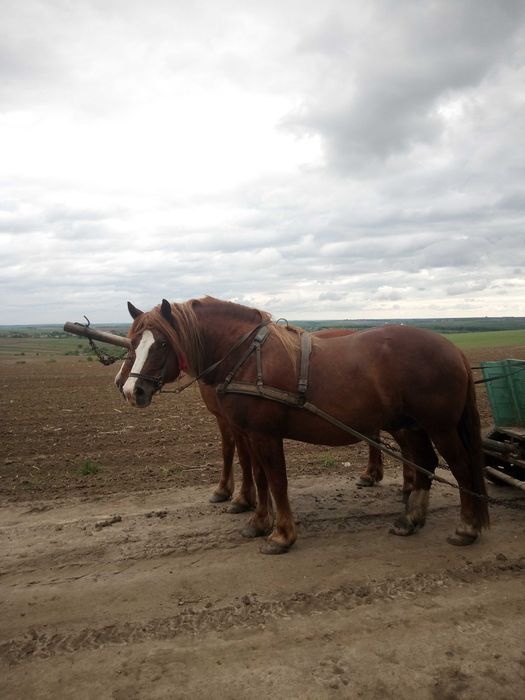 Продається пара коней.                                         .
