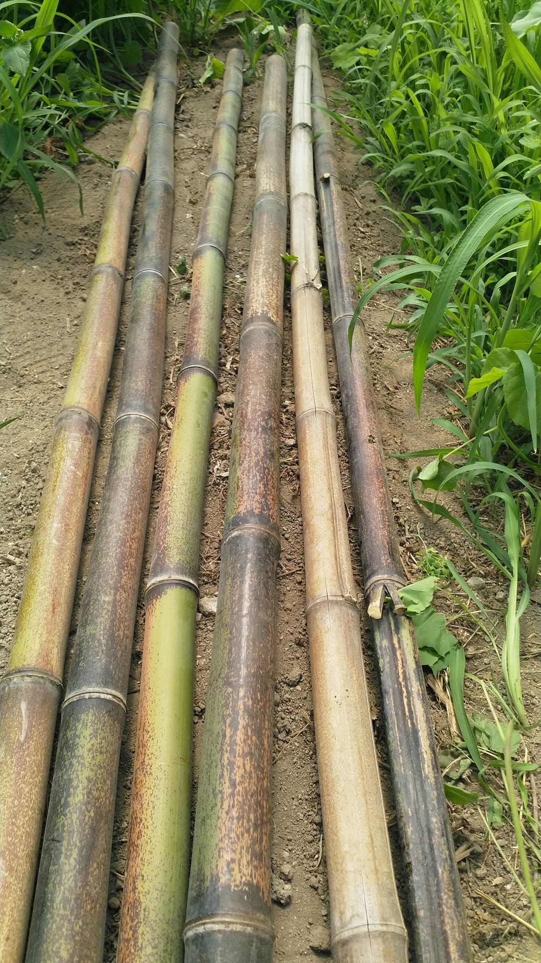 Canas de bambu à medida