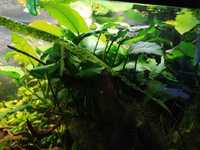 Anubias - roślina akwariowa