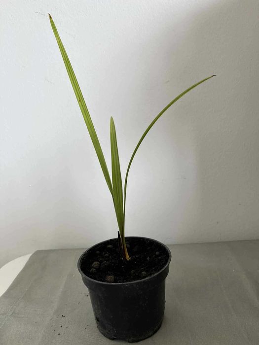 Trachycarpus fortunei