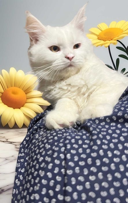 Maine Coon piękny z rodowodem