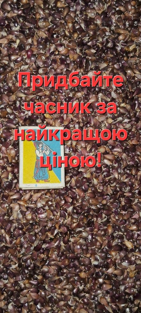 Продаю часник (воздужка )повітряну бульбашку  сорту «Любаша»