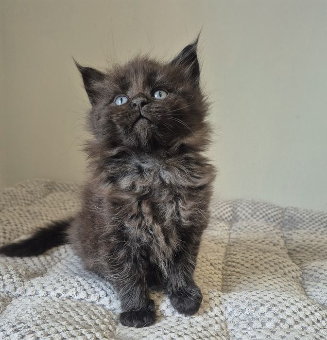 Czarny dymny kocurek  Maine coon!!!