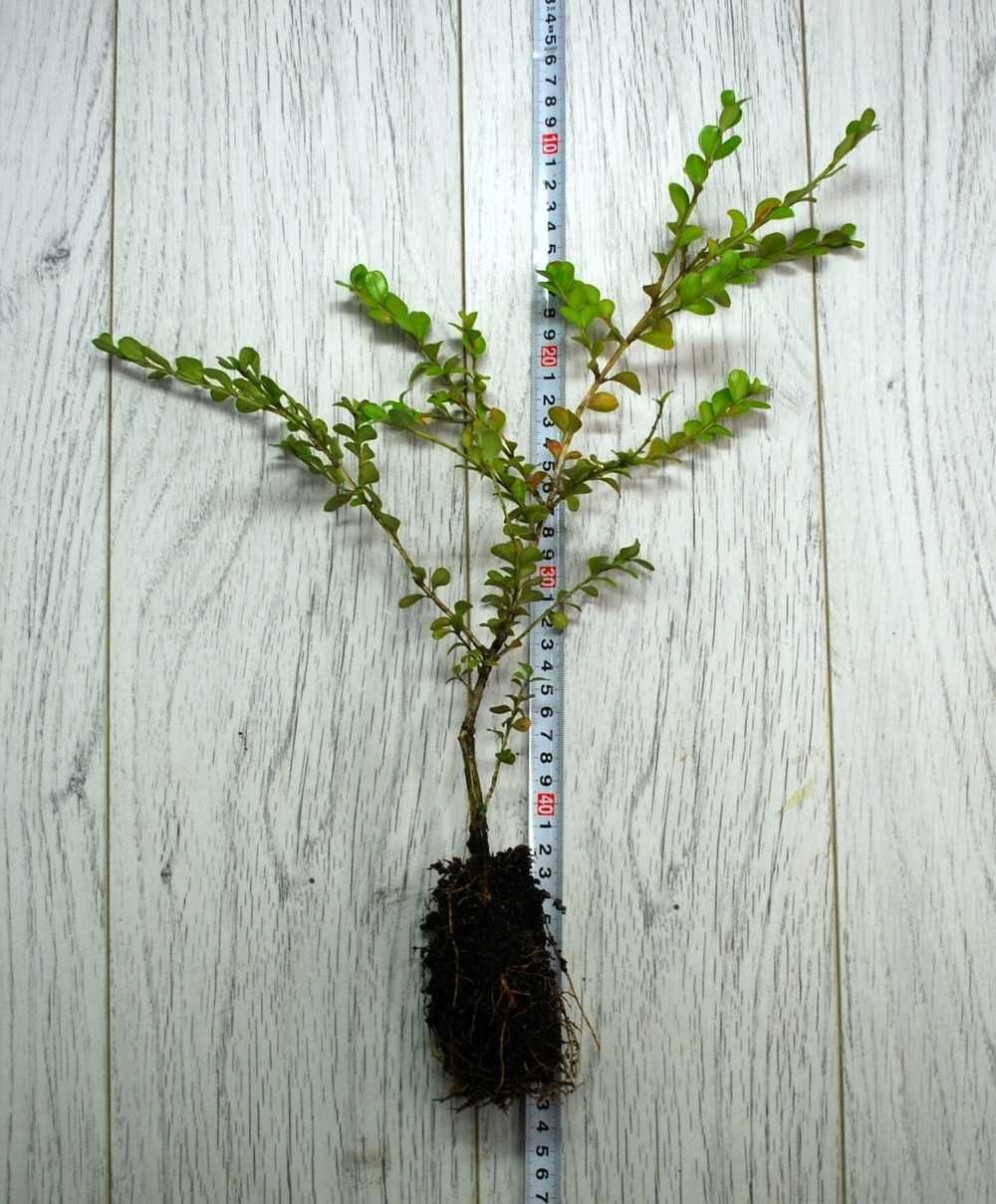 Bukszpan drobnolistny 'Trompenburg' Buxus 033