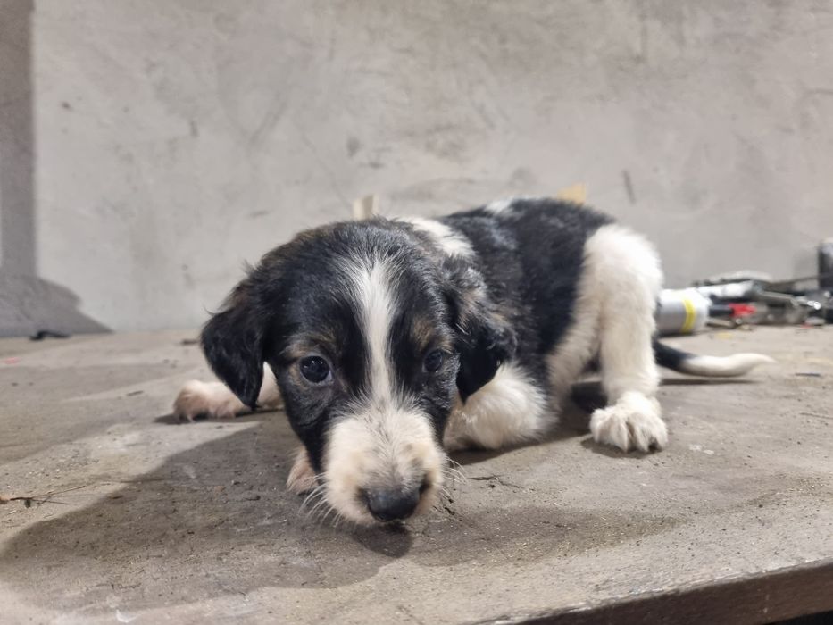 Szczeniaczki suczka i piesek mix kundel, borzoi