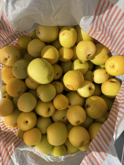 Pigwowiec bez nawozów