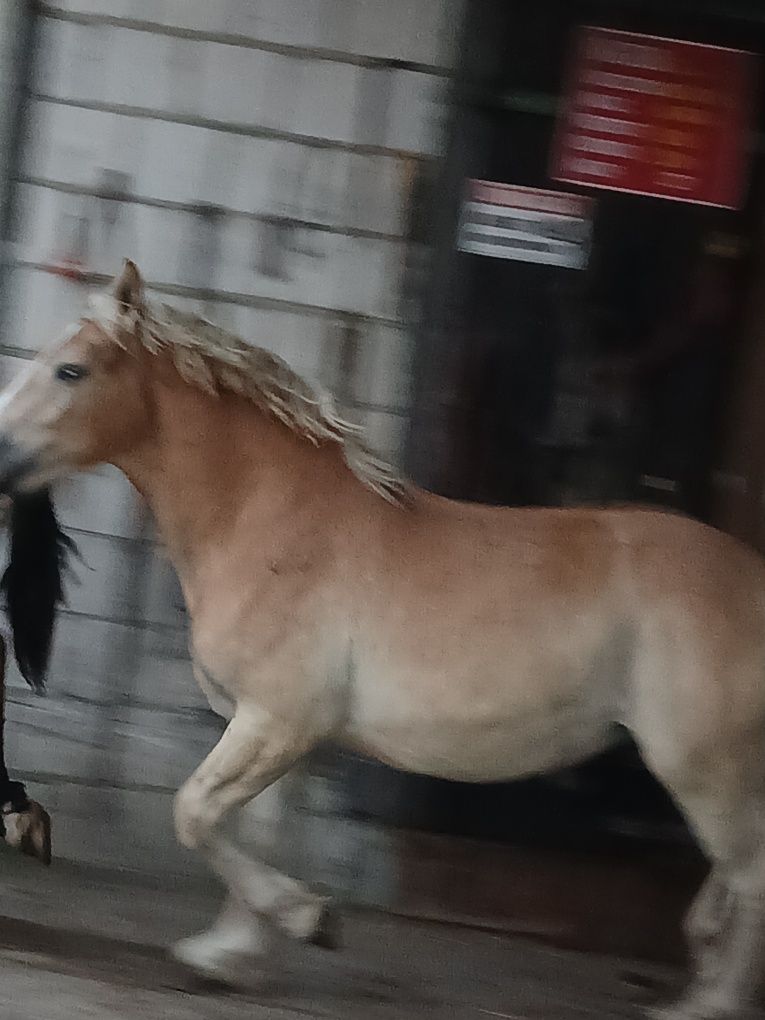 Klaczki i ogerek zimnokrwiste sokólskie