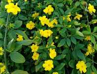 Jasmin amarelo em vaso   VENDIDAS