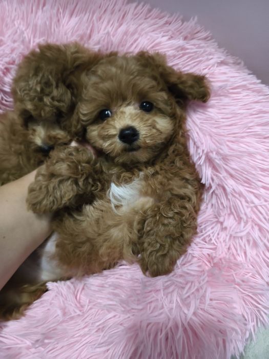 Дівчинка той пуделя 2,5 міс.