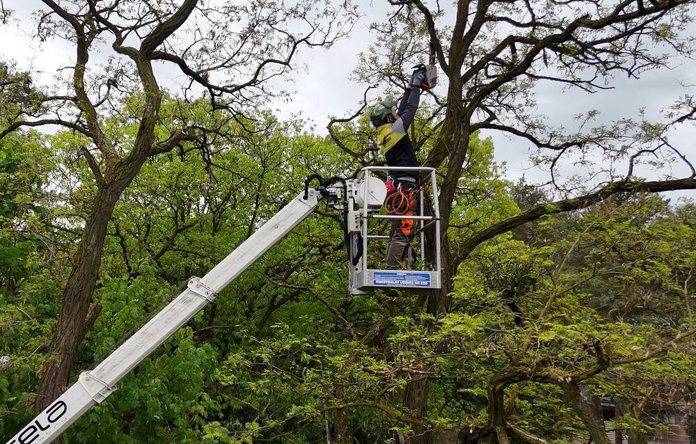 Wycinka i przycinka drzew Arborystyka Pielęgnacja drzew Warszawa