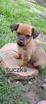 Oddam nie dużą suczke