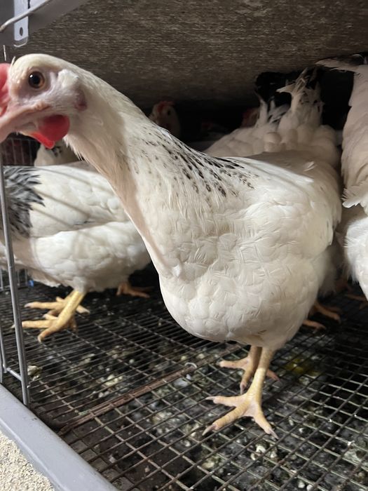 Чеський домінант