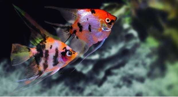 Escalar Koi - Perophyllum Koi