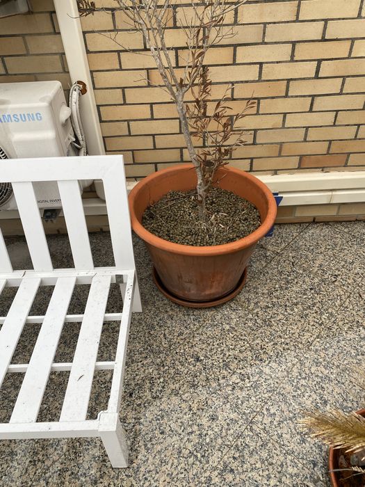 Conjunto exterior jardim