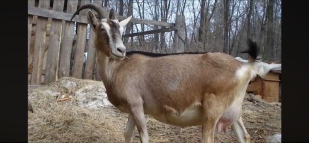 Бараны- козы Потавска область