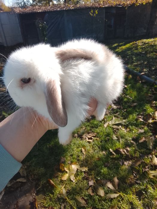 Królik miniaturowy mini lop