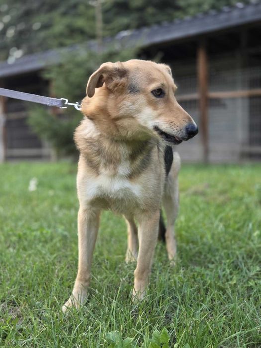 Intel  szuka  domu  schronisko Zgierz-aktualne