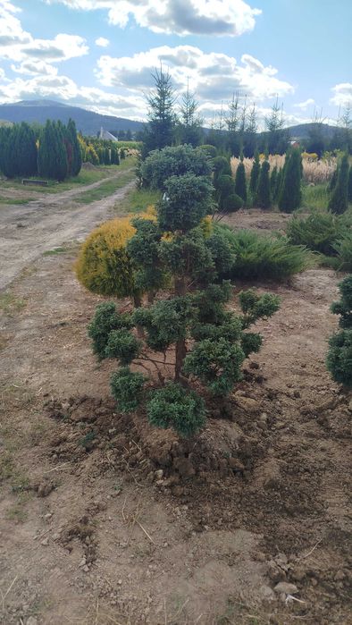 Bonsai, Niwaki Cyprysik groszkowy Boulevard