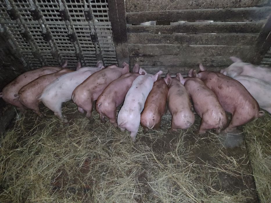 Продаж малих поросят
