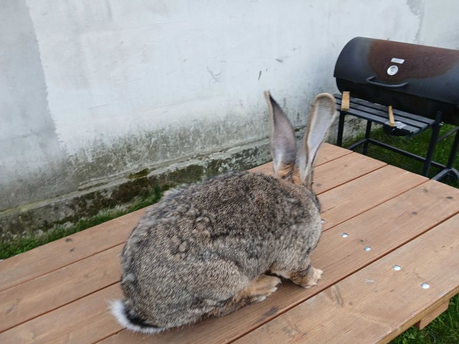 Olbrzym belgijski samiec