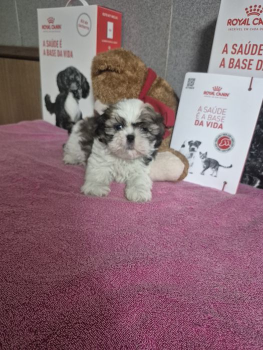 Shih-tzu Macho Tricolor Criadora Registada PT 3088 FL