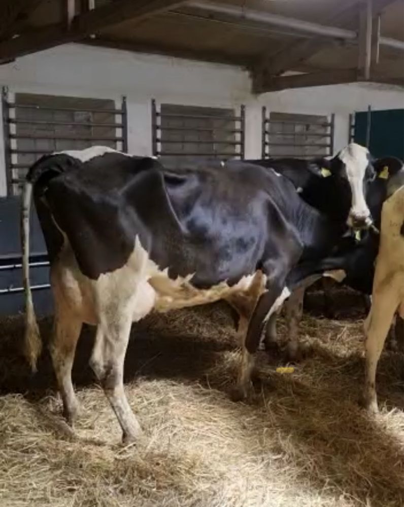 Krowy jedo stado 11500 kg