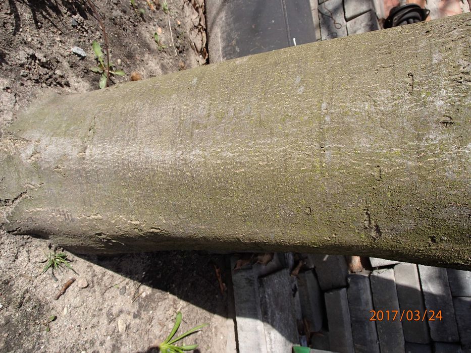 Kasztan jadalny Castanea sativa w doniczce