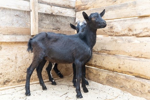 Продам козу ))) Звати Лізка