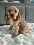Cocker spaniel złoty pies suczka szczeniak