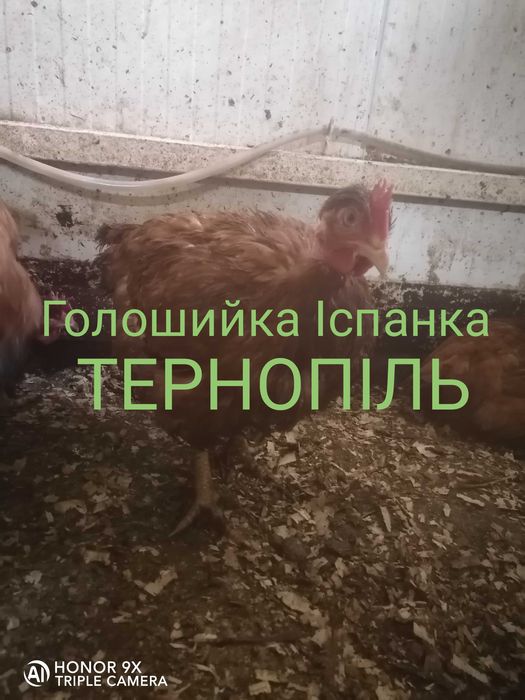 Курочка Голошийка Іспанка червона