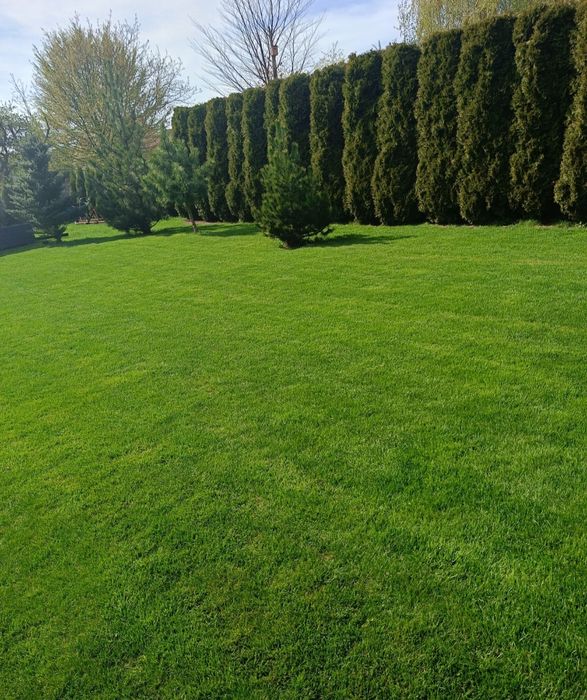 Trawa z rolki,, karczowanie, nawodnienie, glebogryzarka,czyszczenie