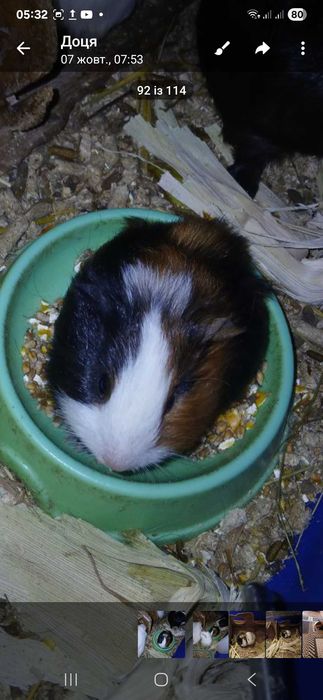 Морська свинка триколор