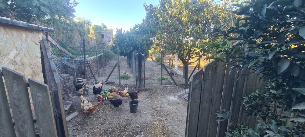 Quintinha em Ribeirão