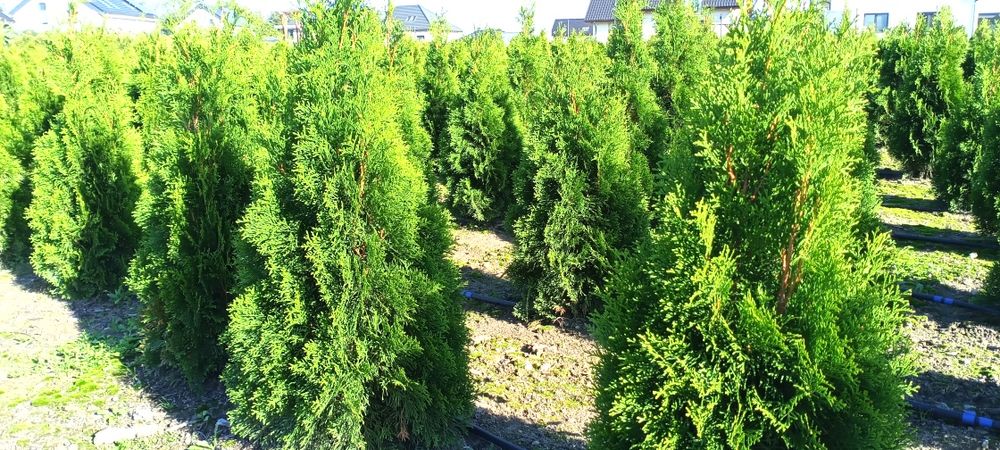 Sprzedam Tuje Szmaragd 180cm.