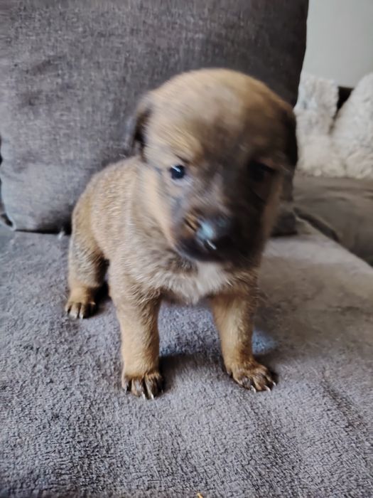 Szczeniaki polecają się do adopcji