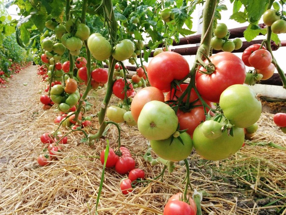 Sadzonki pomidorów szczepionych malinowe i bawole serce