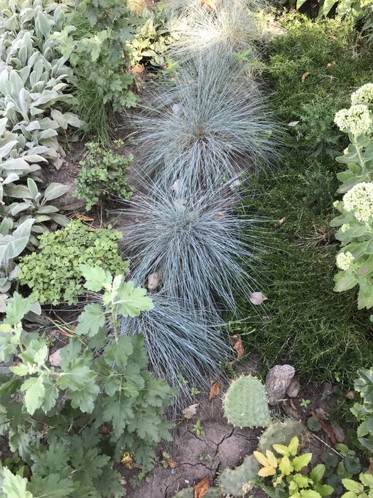 Цветы садовые