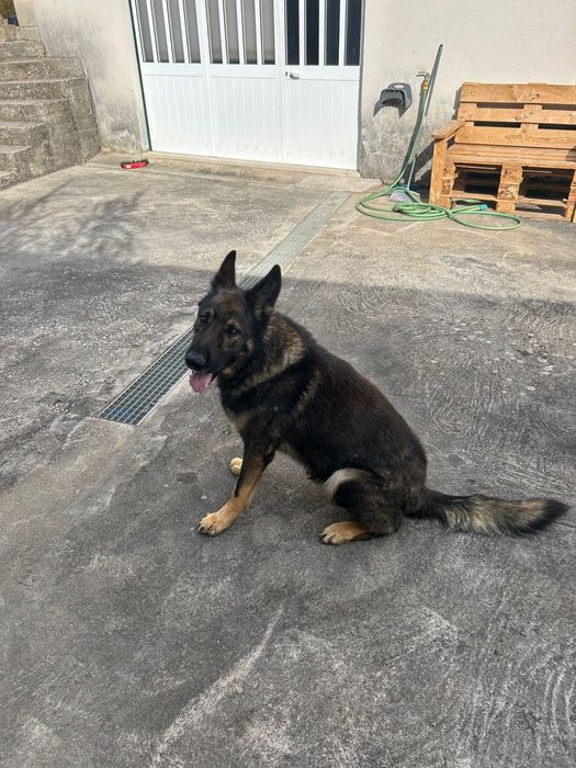 Caes pastor lobeiro e cachorros