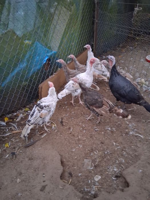 Sprzedam młode indyki I indyczki