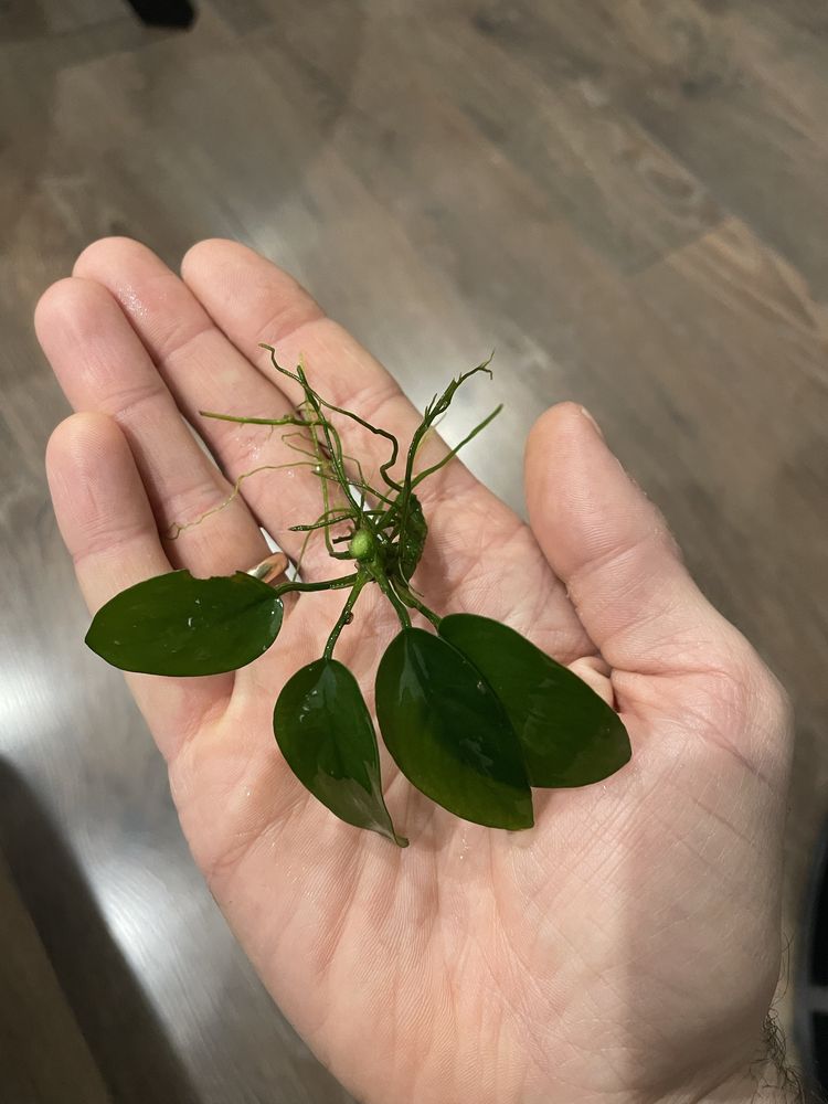 Anubias nana sadzonka
