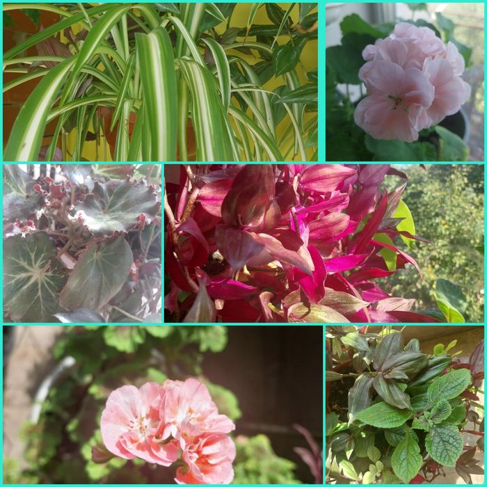 набором саджанці 15 штук  різних квітів пеларгонии,традесканция,плющ