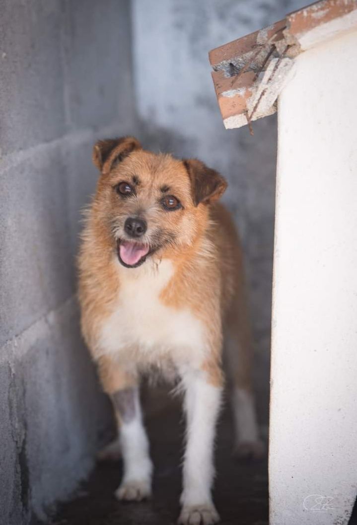 Margarida- cachorra de porte pequeno para adoção