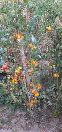 Семена томатов-черри Медовая капля, Вишня Юбби