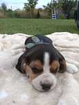 Beagle Suczka Tricolor