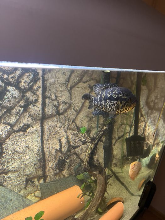 Parachromis managuensis Pielęgnica managuańska