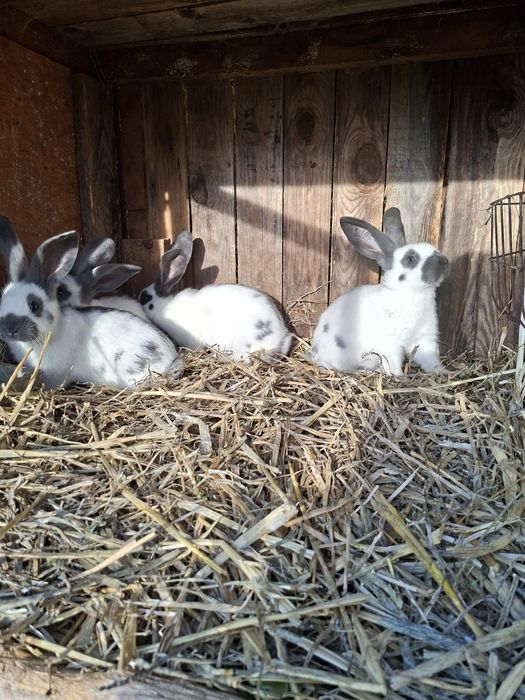 Olbrzym srokacz Niebieski, samczyki, samiczki, rodowód